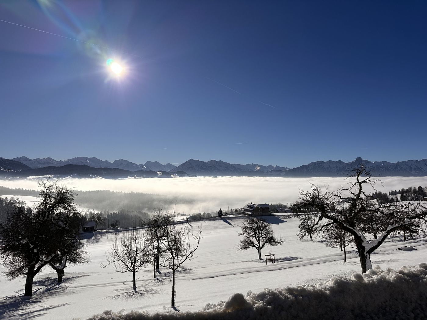 Obstbäume im Schnee über dem Nebelmeer, dahinter die Berner Alpen